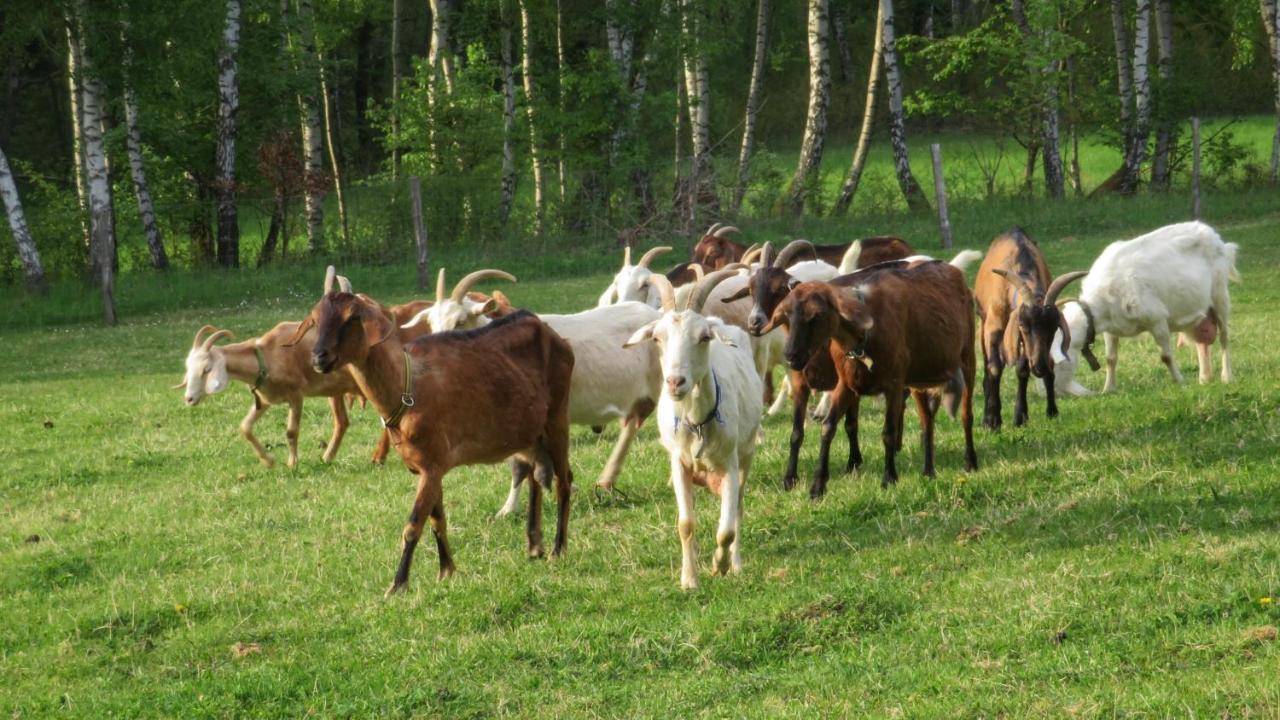 Maringotka Na Samote Na Kozi Farme Кемпинг Pobezovice